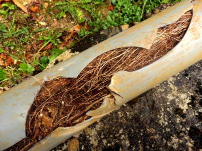 Tree Root Removal from blocked pipe